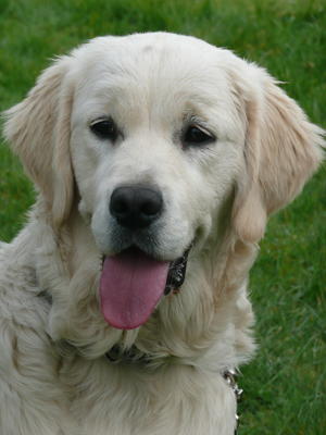 Cameowater Effervescent (Fizz)