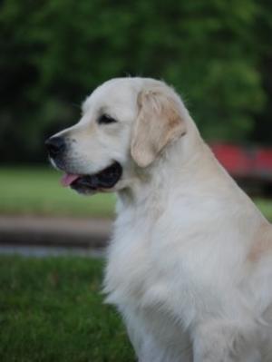 Xanthos Bullet Proof (Kevlar)