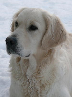 Cameowater Belle of the Ball