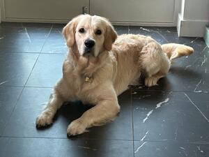 Leo is about 10 months old