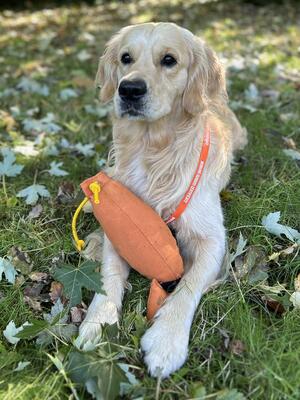 Securing his Working Gundog Certificate
