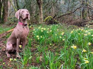 Millie 10 months