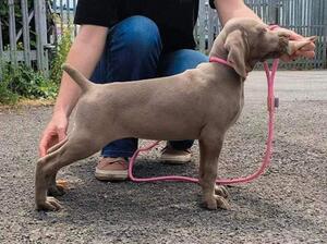 Millie at 8 weeks