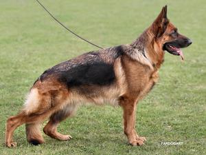 V3 British sieger show 2015