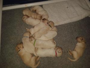 pups