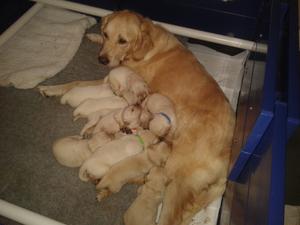 Cara and pups