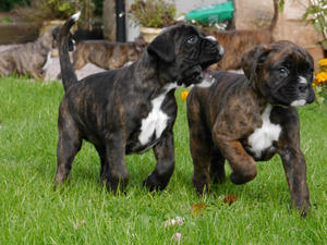 Miley's First Litter