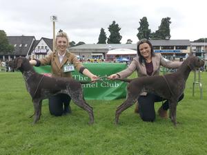 Taking the CC and RCC at Welsh Kennel Club