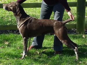Denver (Sire)