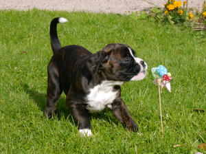 Miley's First Litter