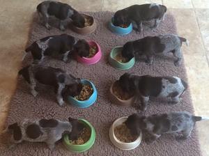 Previous Litter