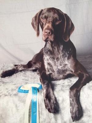 Murphy (Sire)