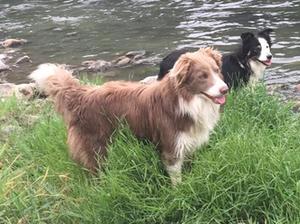 Bentley (front) and Mojo (mum - back)