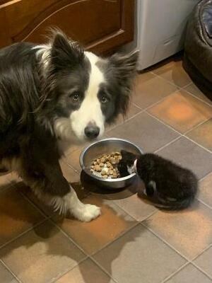 Gawsbury Lady Scoobie and her kitten