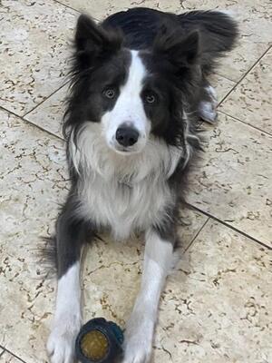 Gawsbury Lady Scoobie