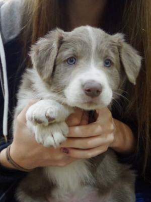 Bentley aged 6 weeks