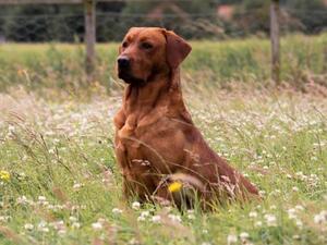 Outstanding working dog. Tweed.