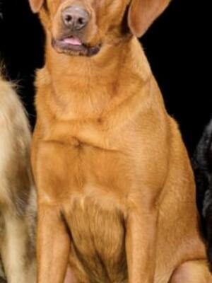 A puppy from previous litter who is coming up 2yrs