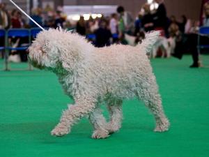 Poppy 2nd in Veteran Bitch Crufts 2016