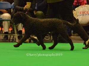 ZIGGY ON THE MOVE