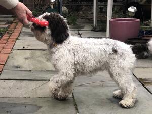 Dotty 5 Months
