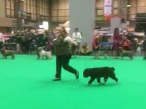 Leia at Crufts 2019