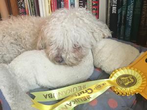 Poppy after Crufts 2019