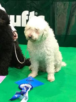 Poppy at Crufts 2018