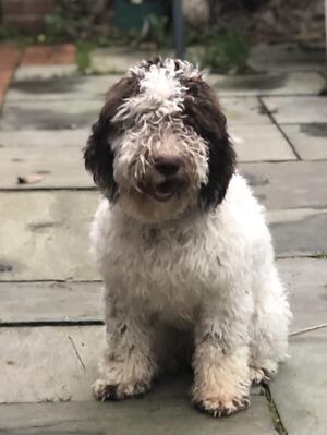 Dotty 5 Months