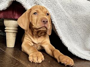 Vizselle Puppy (Holly & Orky)