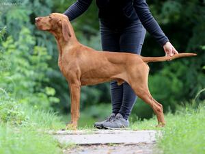 Sire: Quatro Magyar-Tim
