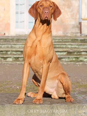 Sire: Int Ch Orky Magyar-Tim C.I.E, C.I.B