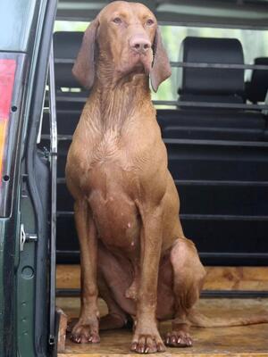 Sire: Quatro Magyar-Tim