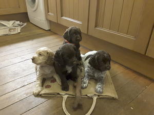 Saffron's new litter