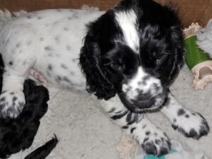 LAST AVAILABLE MALE PUP