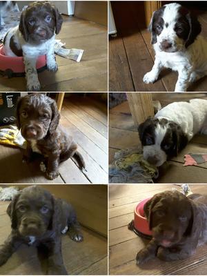 Pups!