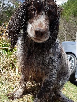 Bracken