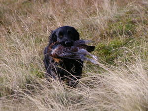 Charlie retrieving a grouse