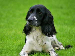 Damson (Mother of pups)