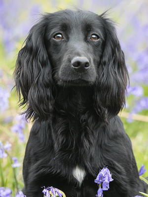 Sire of litter (Kiltonbeck Panther)