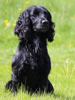 Charlie 1