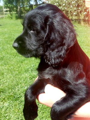 Pup available