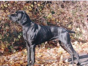 Father, Wildbach Black Adder