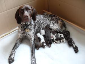 PJ and her first litter of pups