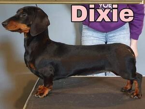 Dixie