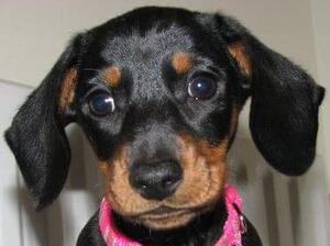 Heidi at 10 weeks