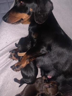Dixie and her babies (just born)