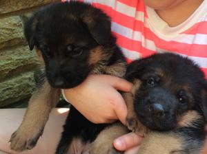 2 female pups