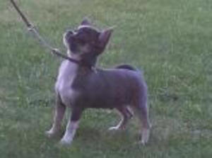 Romaneve Out of the Blu