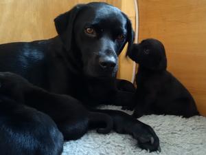 Mum's ear is tasty!